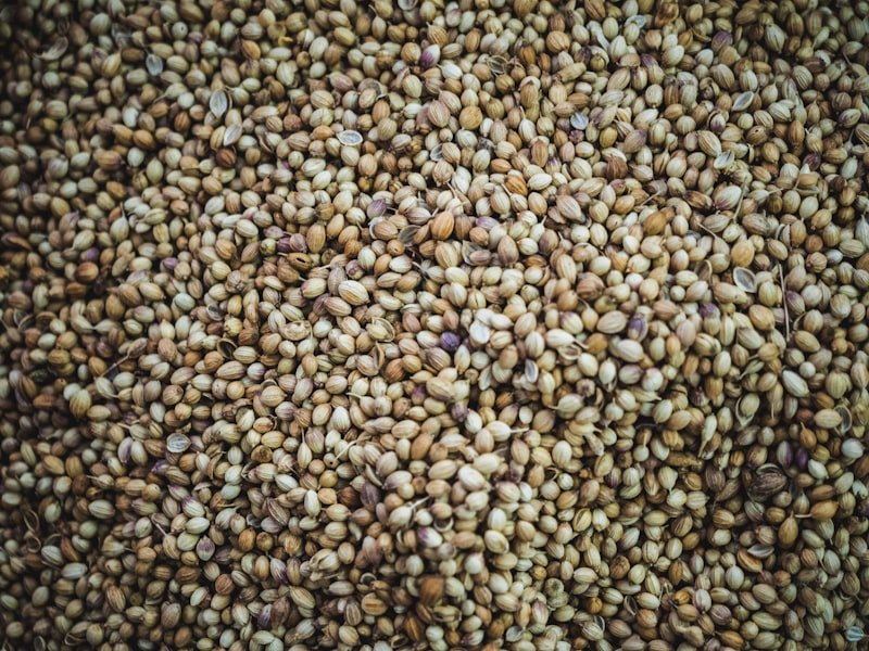 Coriander